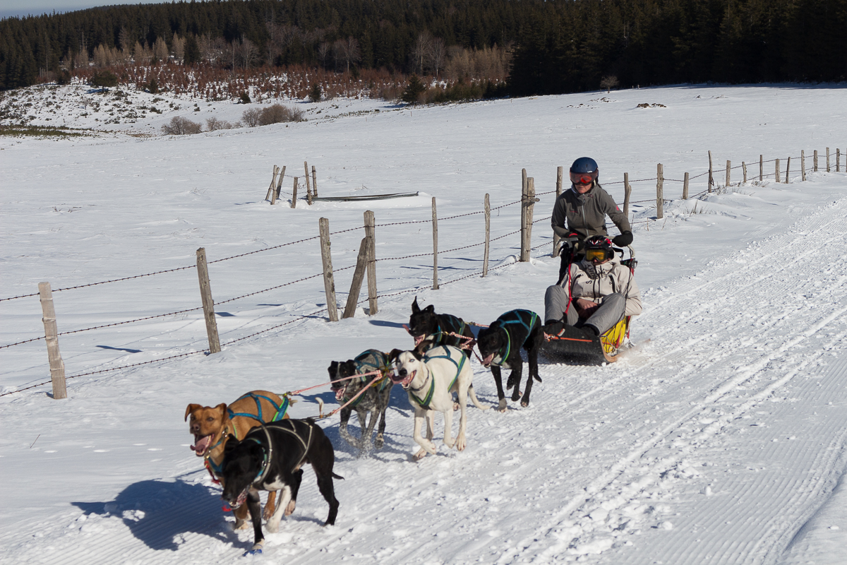Chien De Traîneau Combloux Chiens De Traineaux Races KLTG — free download